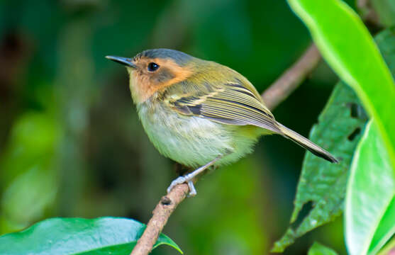 Image of Ochre-faced Tody-Flycatcher