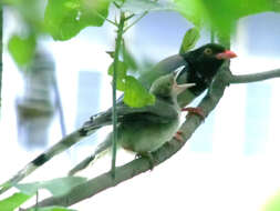 Image of Blue Magpie