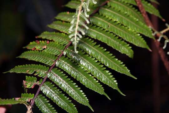 صورة Alsophila erinacea (H. Karst.) D. S. Conant