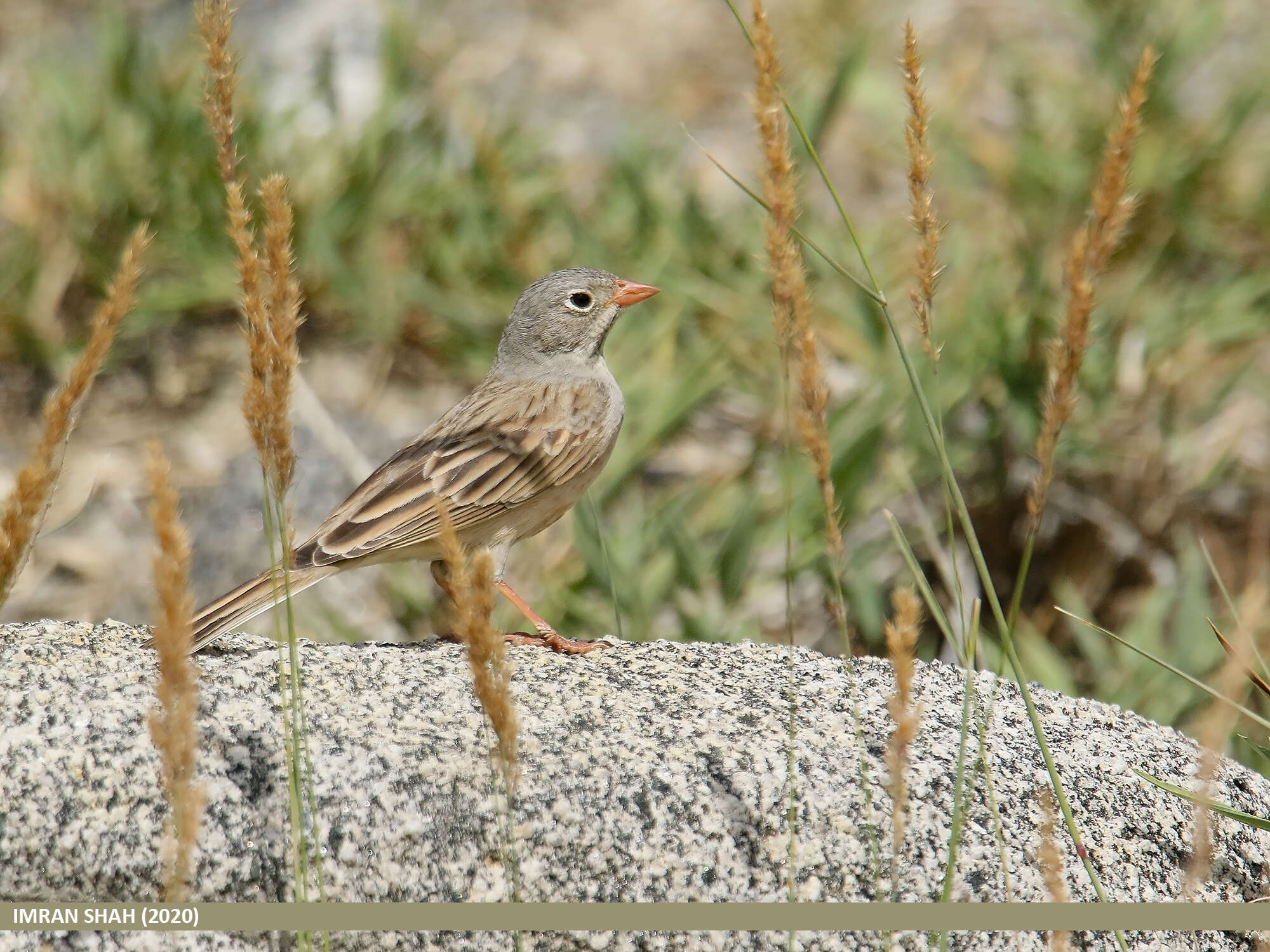 Image of Grey-necked Bunting