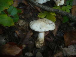 Imagem de Tricholoma portentosum (Fr.) Quél. 1873