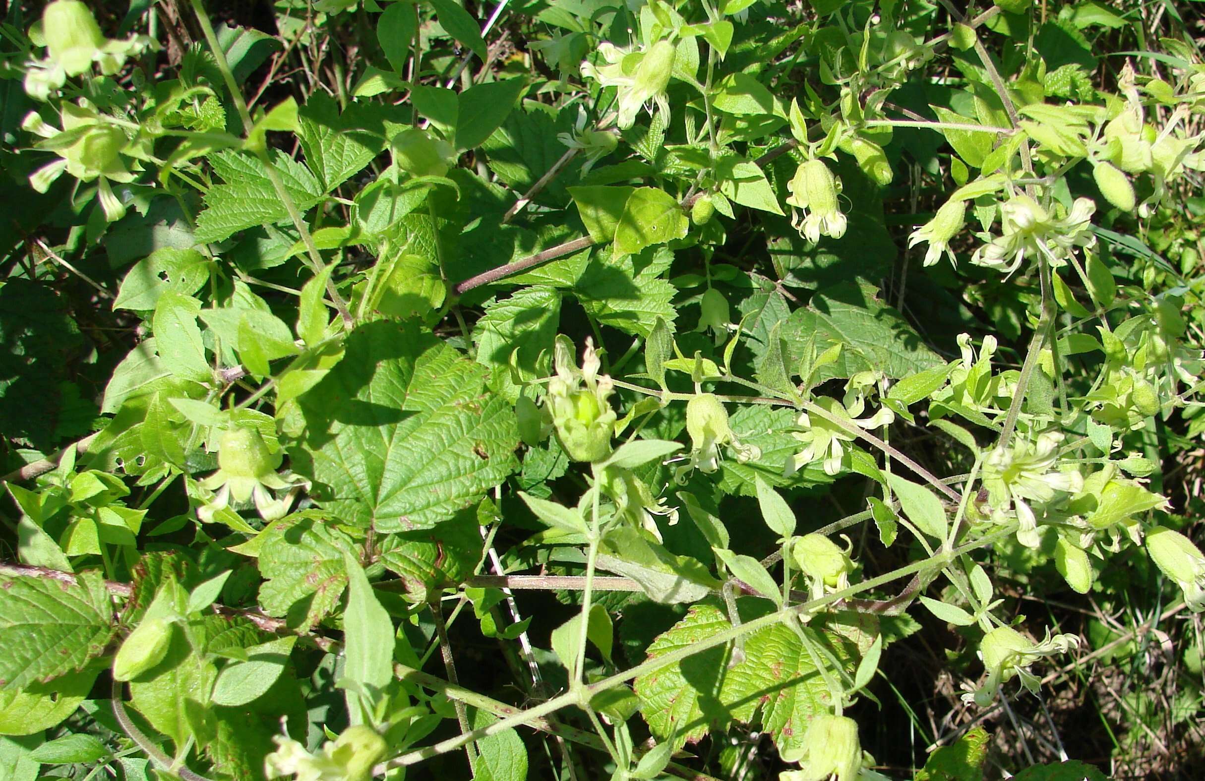 Слика од Silene baccifera (L.) Roth