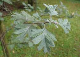 Image of Crataegus orientalis Pall. ex Bieb.