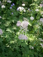 Image of Chaerophyllum hirsutum L.