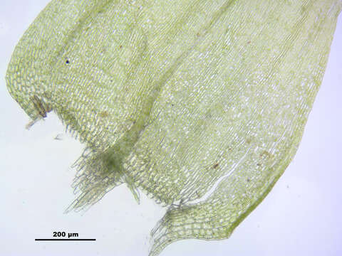 Слика од Brachythecium mildeanum W. P. Schimper ex Milde 1862