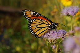 Image of Pinked Mistflower