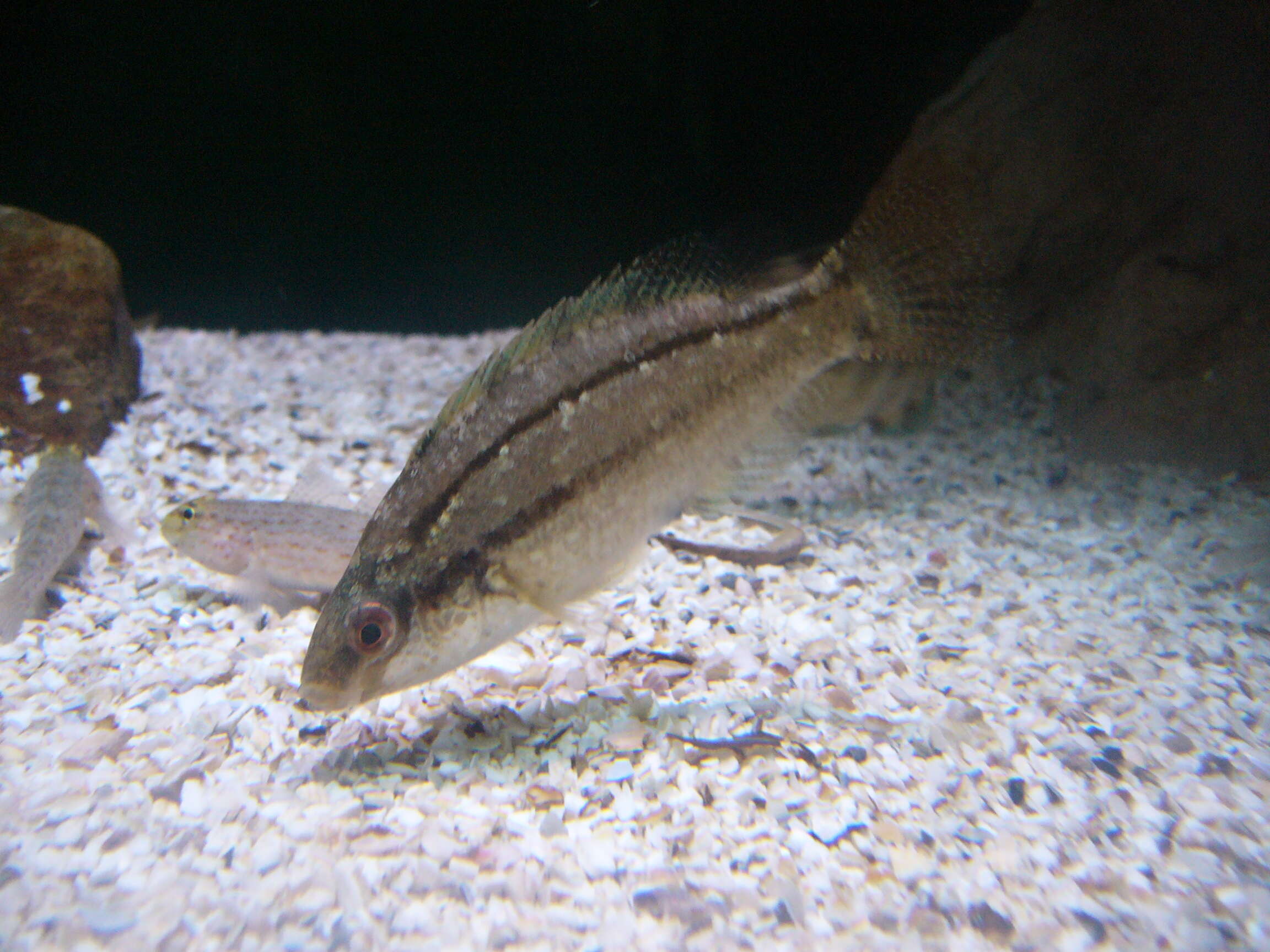 Image of Grey Wrasse