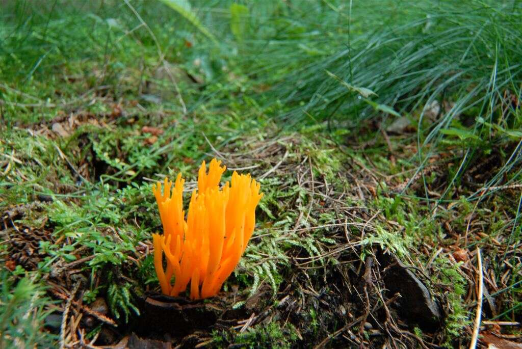 Imagem de Calocera viscosa (Pers.) Fr. 1821