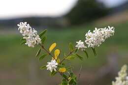 Image of Chinese privet