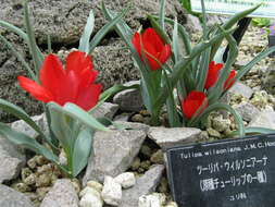 Image de Tulipa montana Lindl.