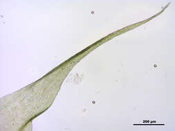 صورة Campylium stellatum