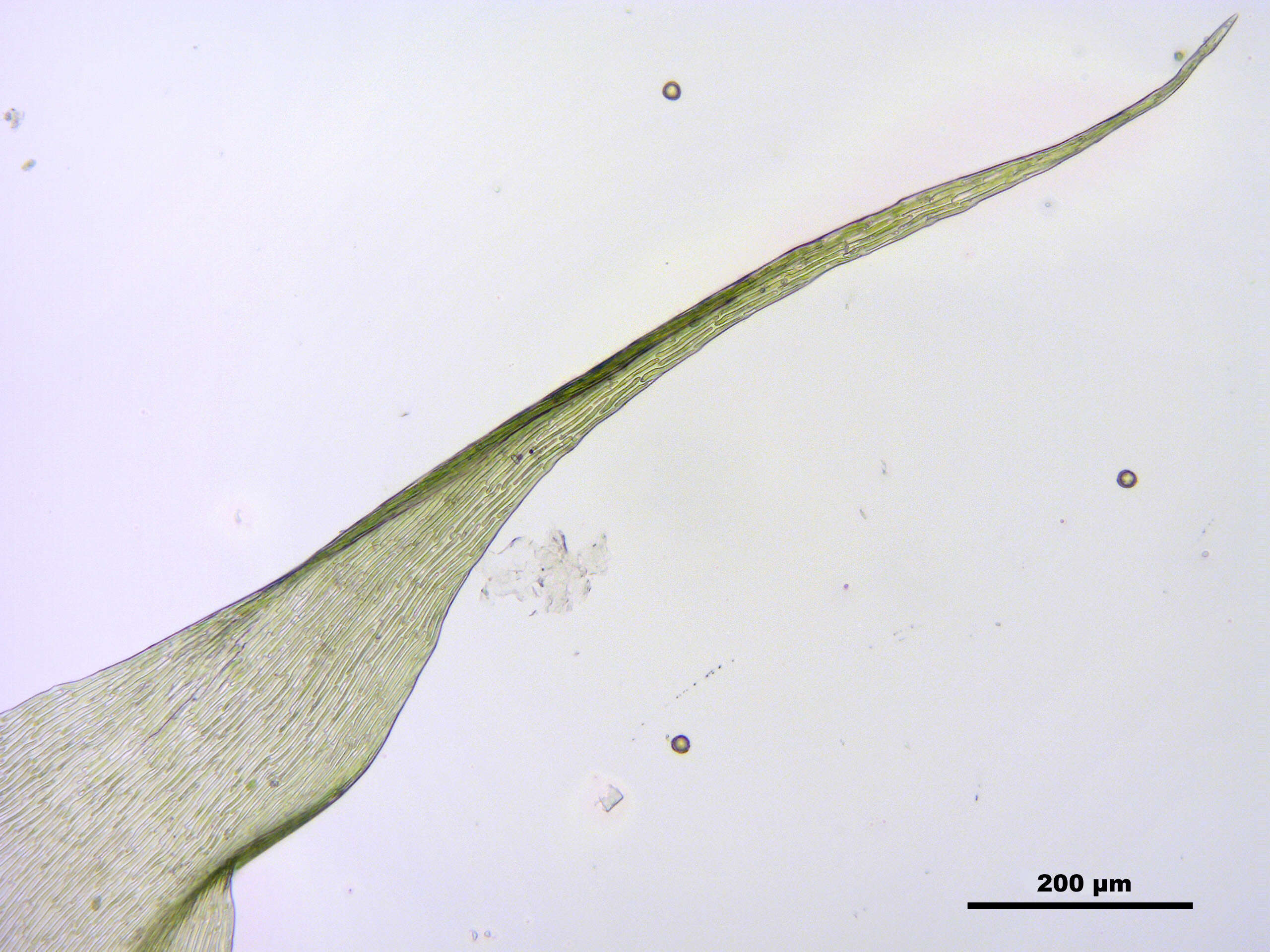 Слика од Campylium stellatum