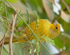 Image of Saffron Finch