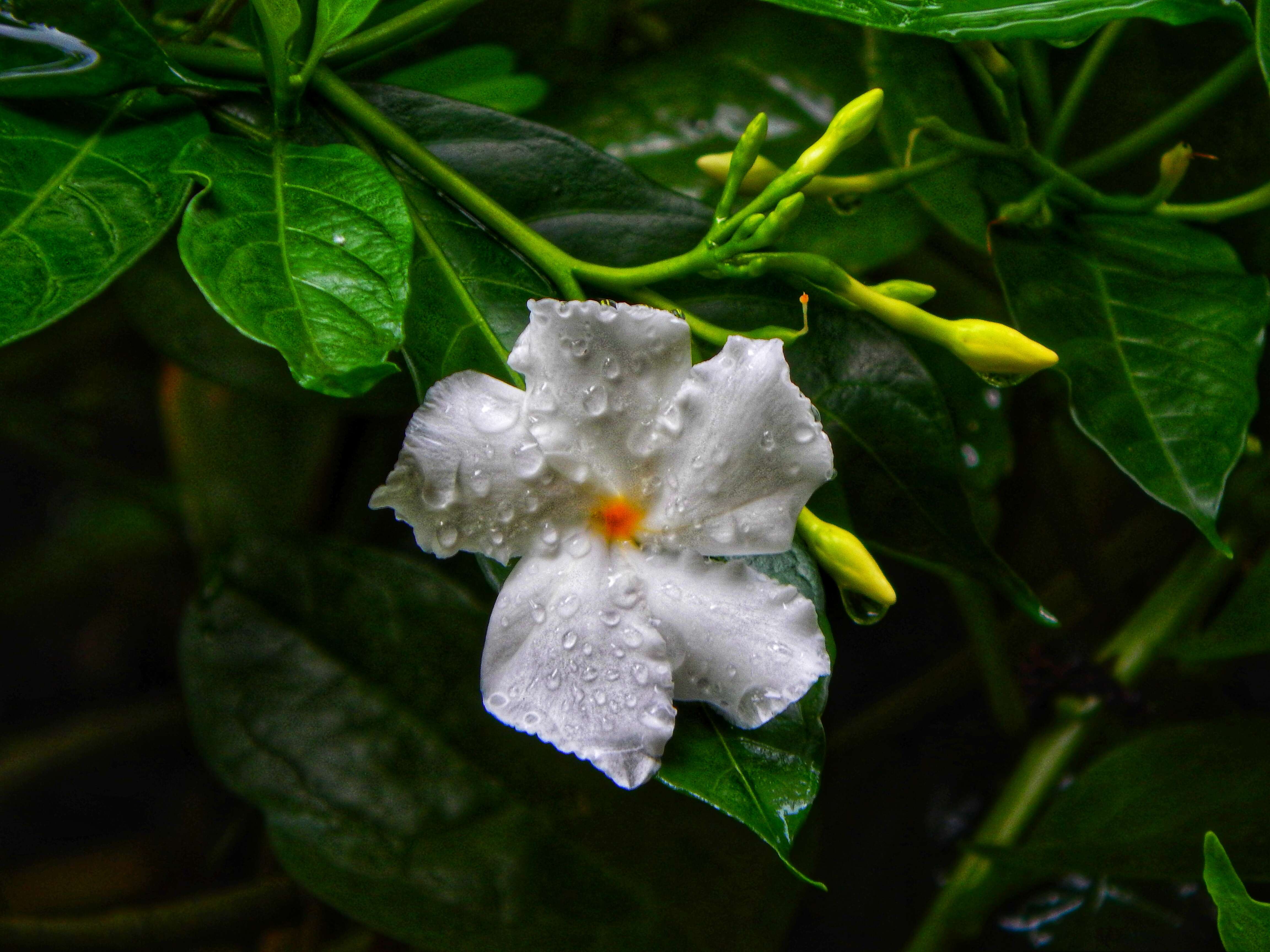 Plancia ëd Tabernaemontana divaricata (L.) R. Br. ex Roem. & Schult.