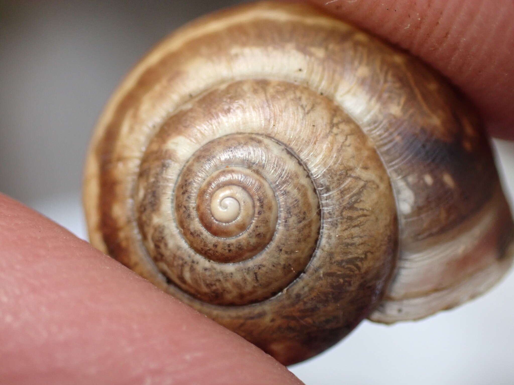 Image of Kentish gardensnail