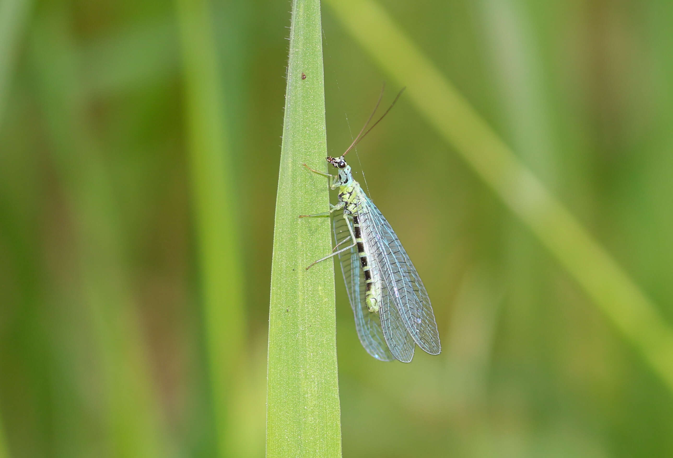 Image of Green lacewing