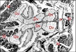 Image of Diguetia canities (McCook 1890)