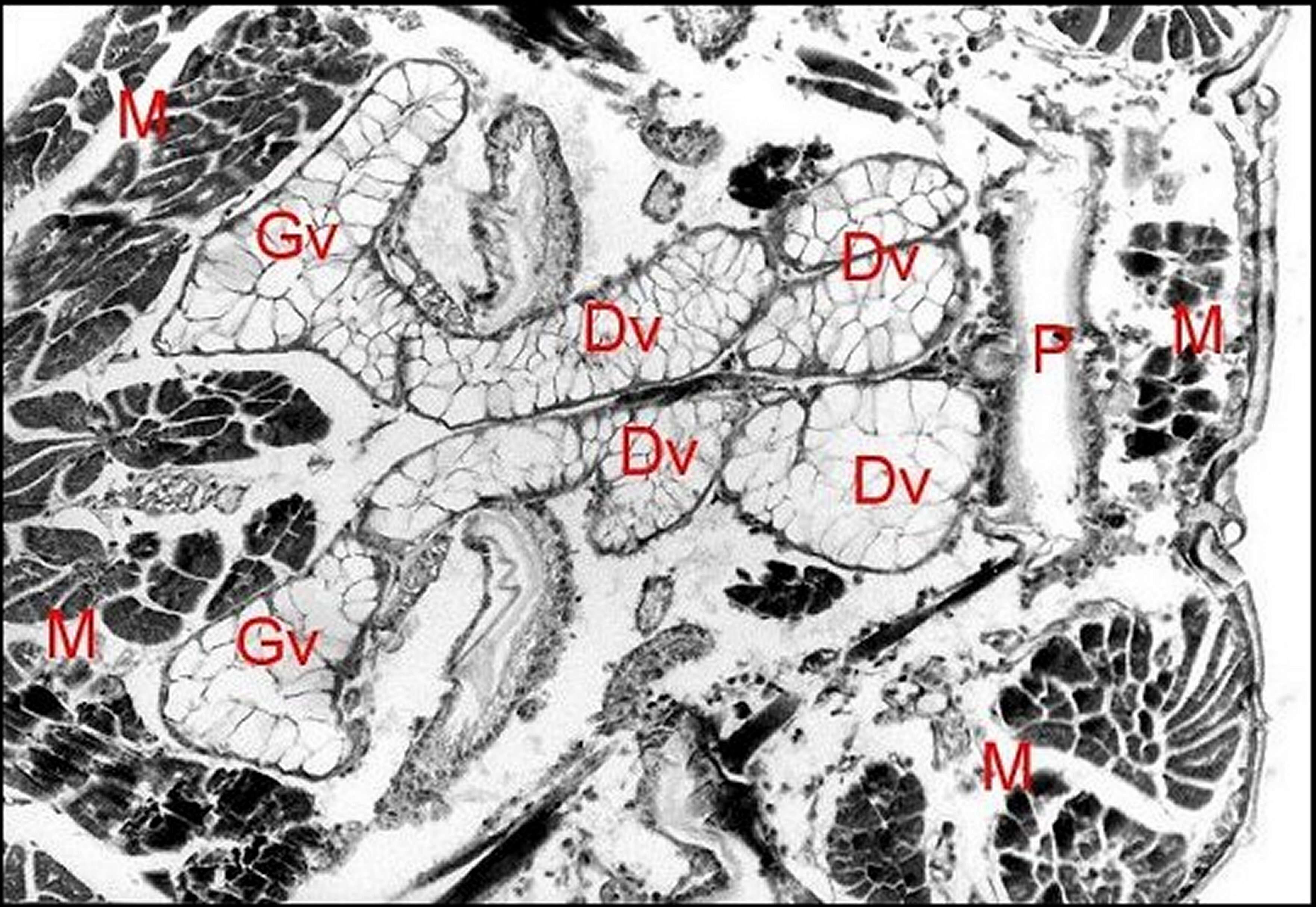 Image of Diguetia canities (McCook 1890)