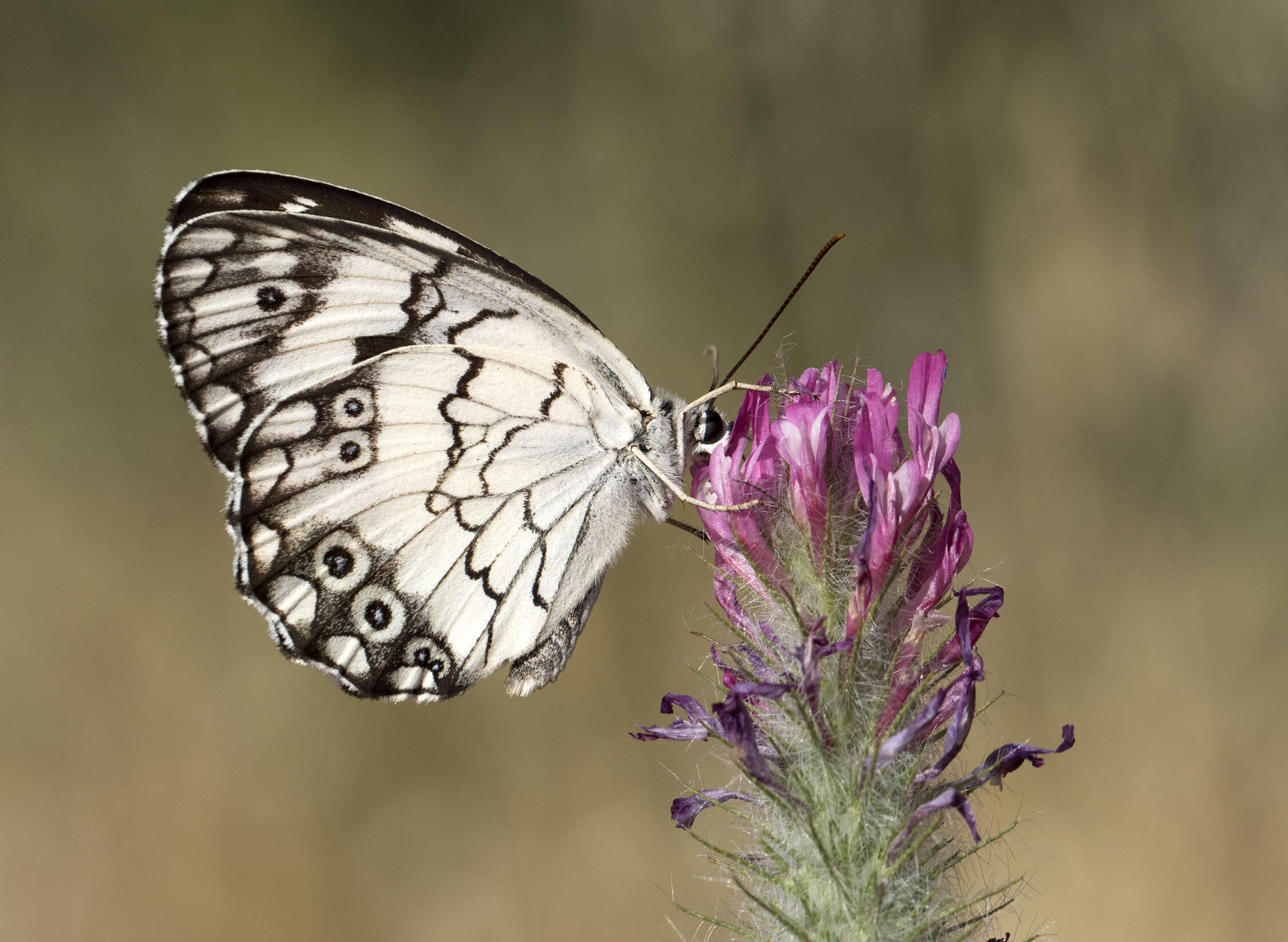 Imagem de Melanargia titea Klug 1832