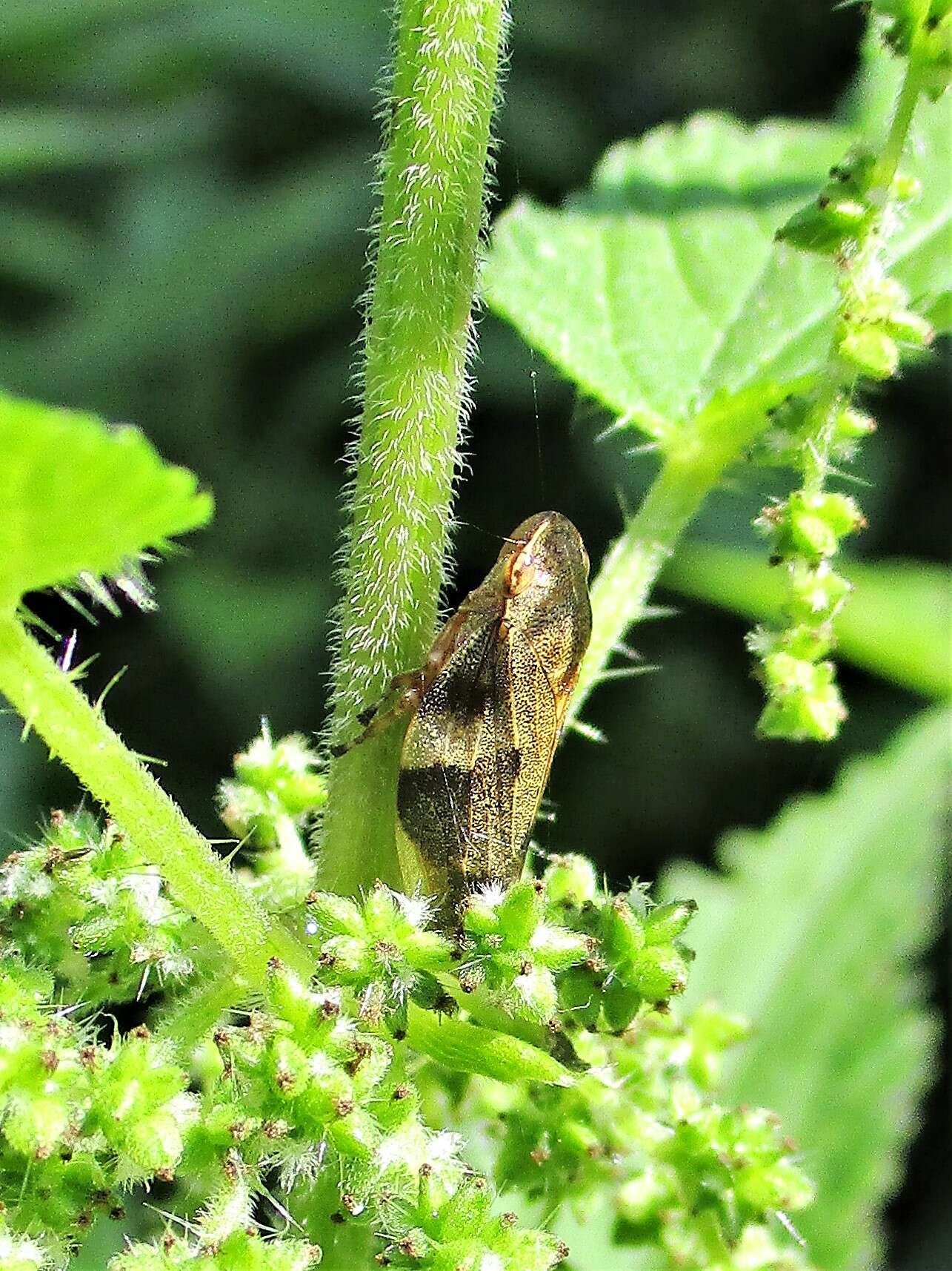 Image of European Alder Spittlebug