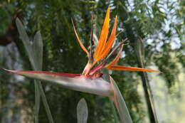 Image of Strelitzia juncea (Ker Gawl.) Link