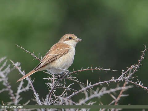 Image of Red-backed Shrike