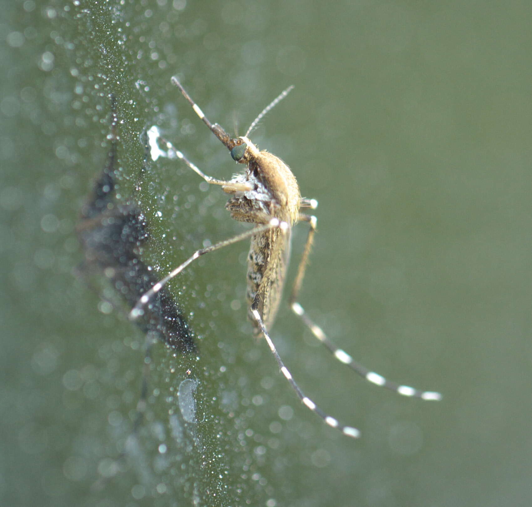 Image de Aedes sollicitans (Walker 1856)