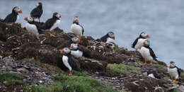 Image of Puffin