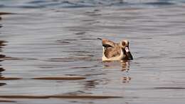 Image of Egyptian Goose