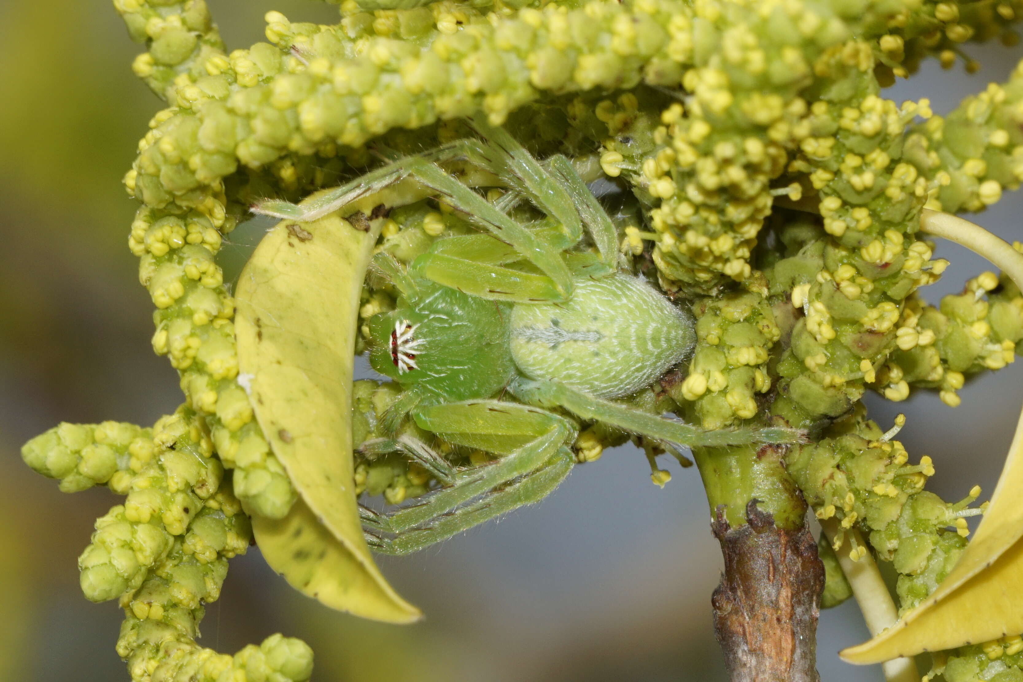 Image of Green Huntsman