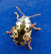 Image of Ontario Calligrapha