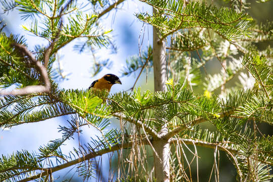 Image of Black-headed Grosbeak