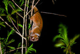 Image of Ashy Slow Loris