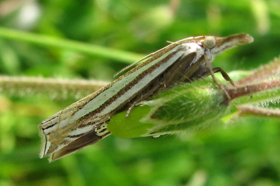 Image of Eastern Grass-veneer