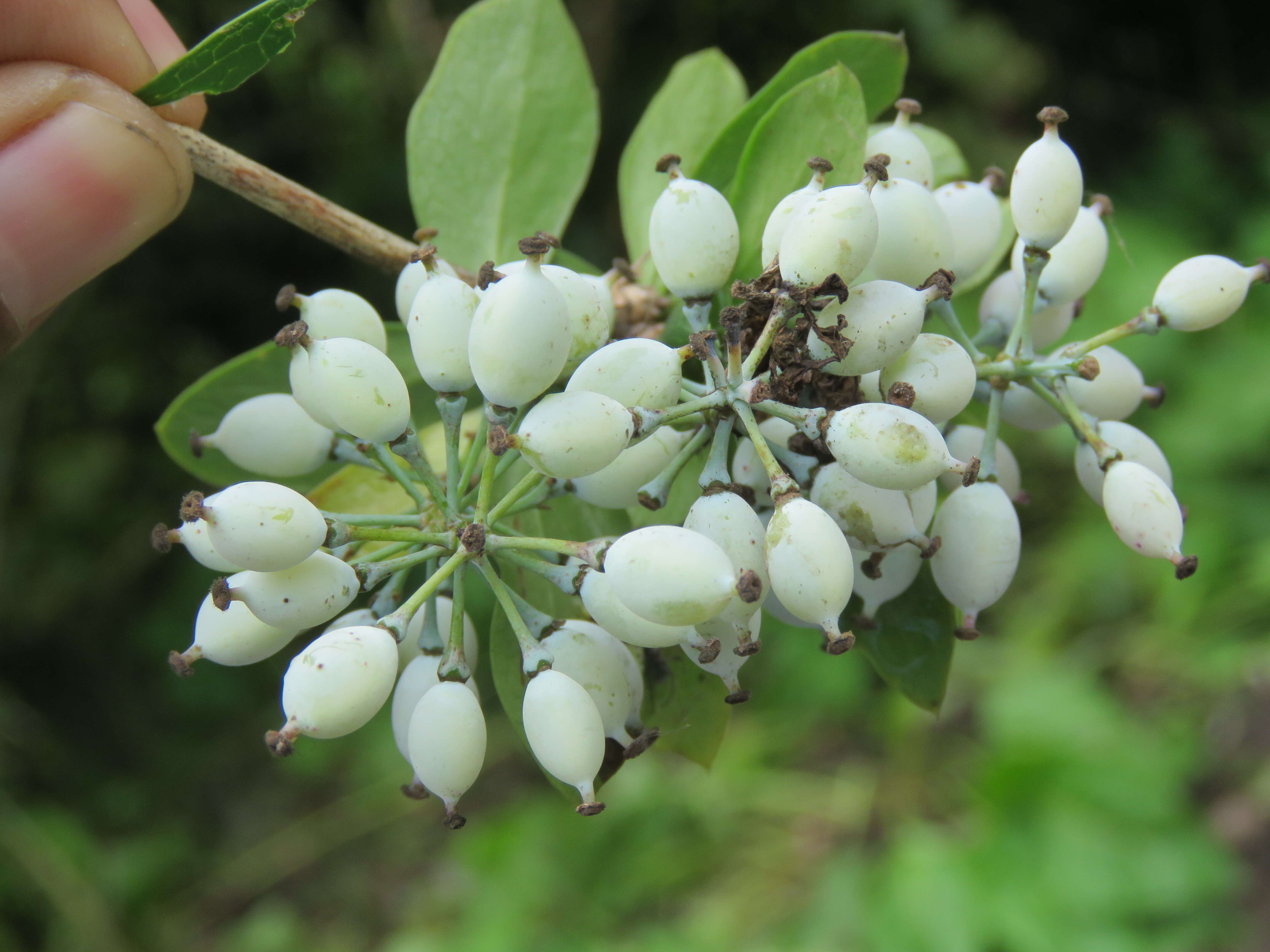 Image of Berberis aristata DC.