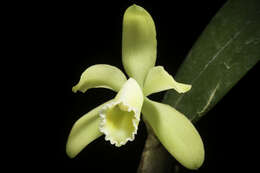 Image of Cattleya luteola Lindl.