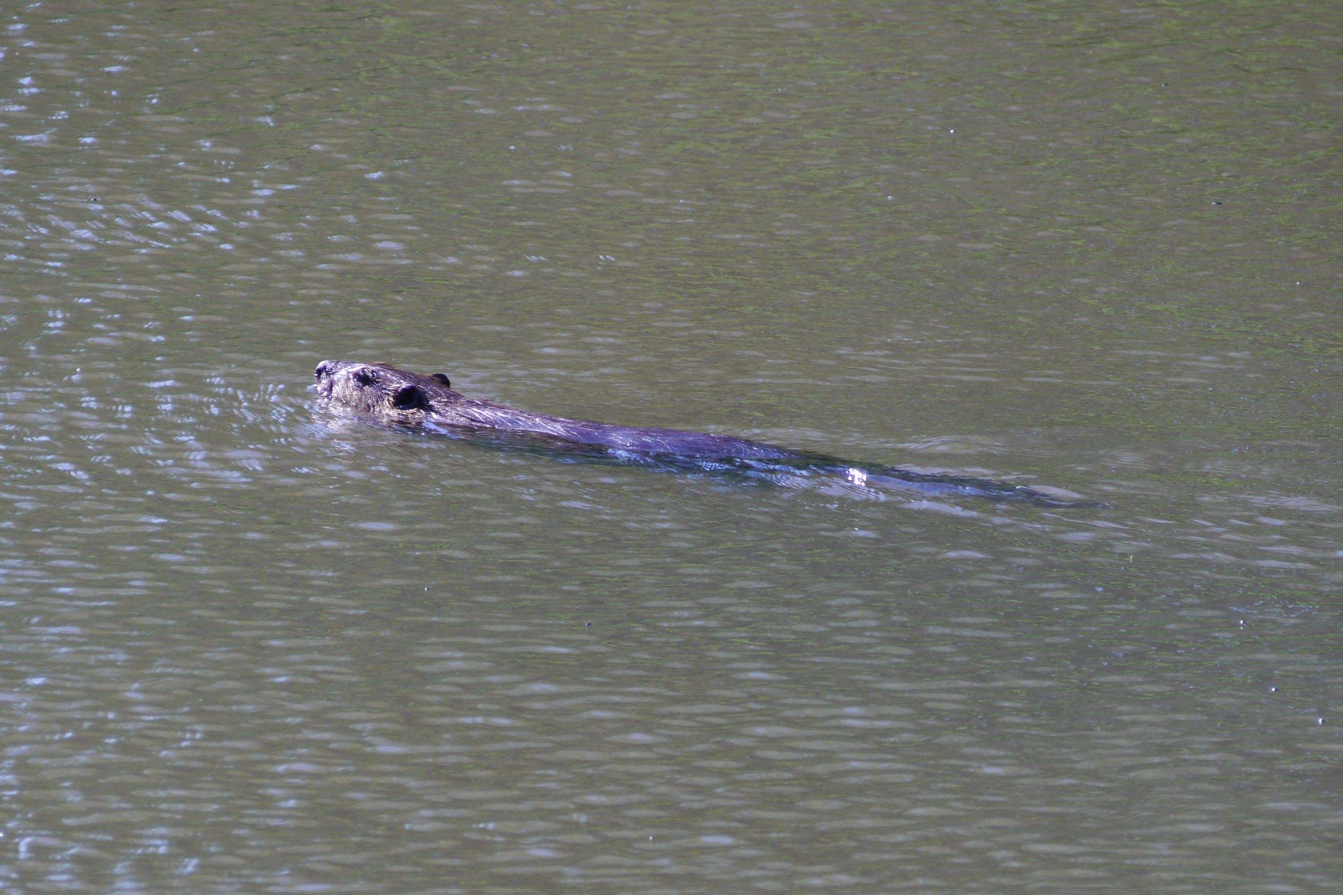 Image of beavers