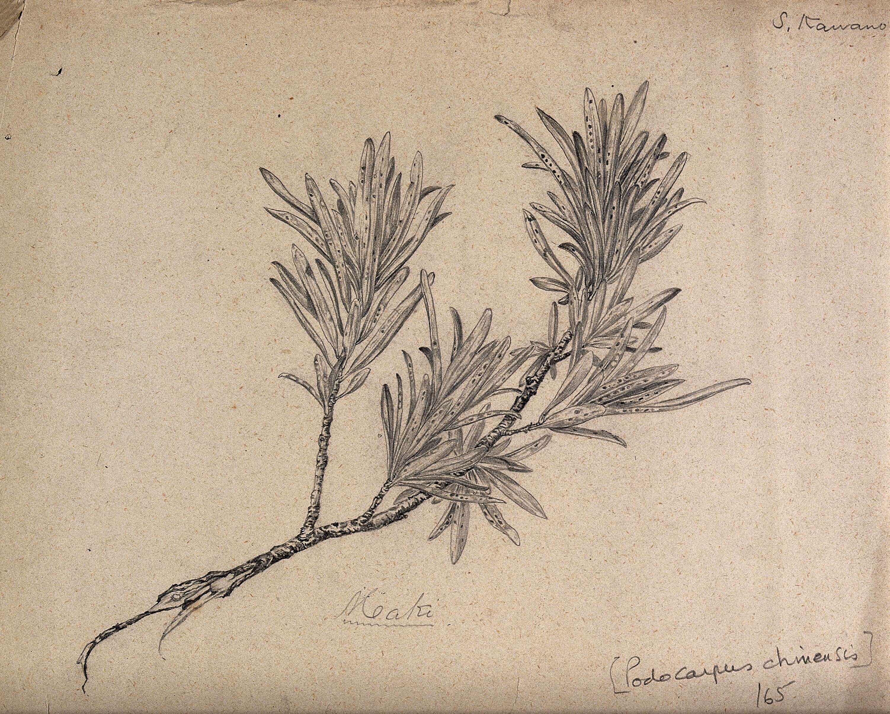 Image of yew plum pine