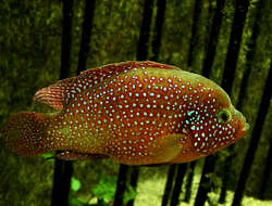 صورة Hemichromis bimaculatus Gill 1862