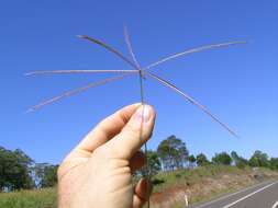 Image of Australian fingergrass