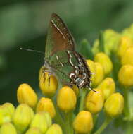 Plancia ëd Callophrys gryneus