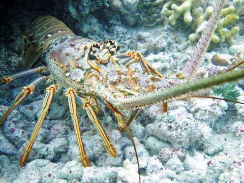 Image of Caribbean Spiny Lobster