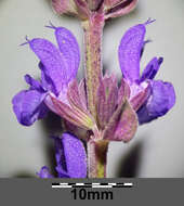 Imagem de Salvia nemorosa L.