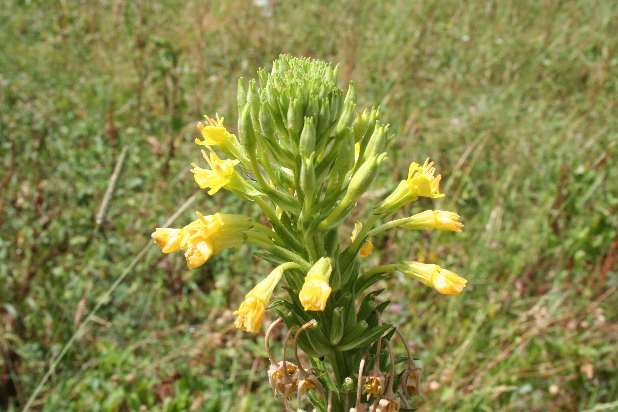 Imagem de Oenothera biennis L.