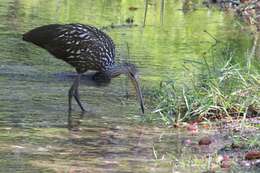 Image of limpkins