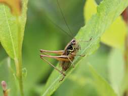 Image of Metrioptera roeselii