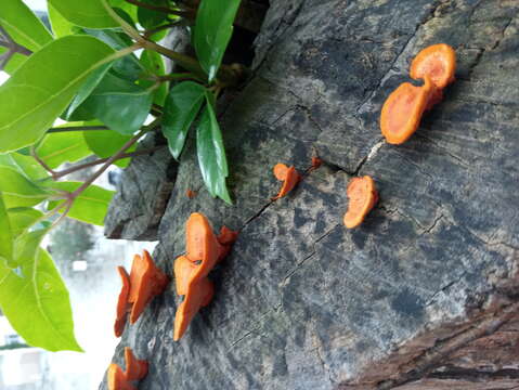 Image of Orange polypore