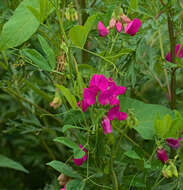 Image of tuberous pea