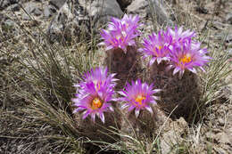 Image of Pincushion Cactus