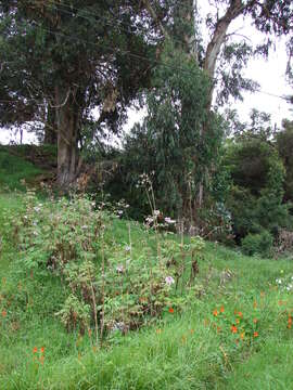 Image of Tree dahlia